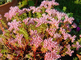 Sedum pulchellum